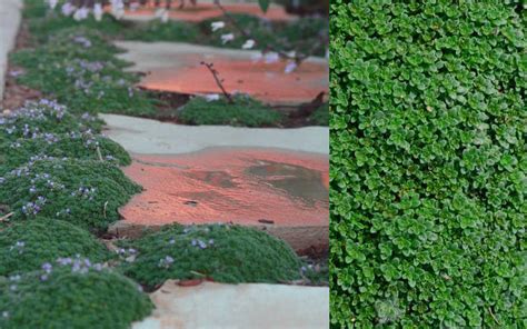 Buy Elfin Creeping Thyme Plants Free Shipping For Sale Online From