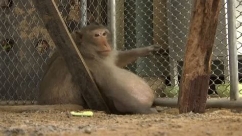 Chunky Monkey Became Morbidly Obese Eating This Commonly Found Food