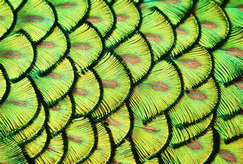 35 Breathtaking Examples Of Patterns In Nature Demilked Fractals