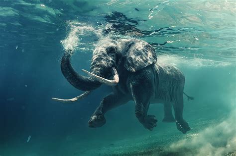 Floating Elephant Underwater Photo Custom Wall Mural
