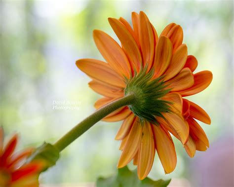 Orange Gerber Daisy From Behind David Bozzini Flickr