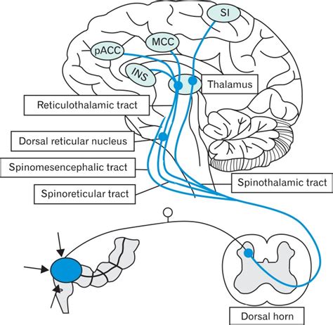 Sensory Pathways From The Rectum To The Higher Cortical Centers