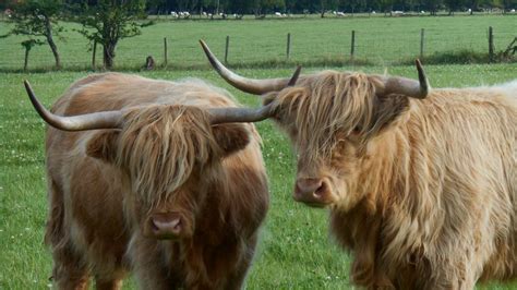 highland cattle williamwood farm