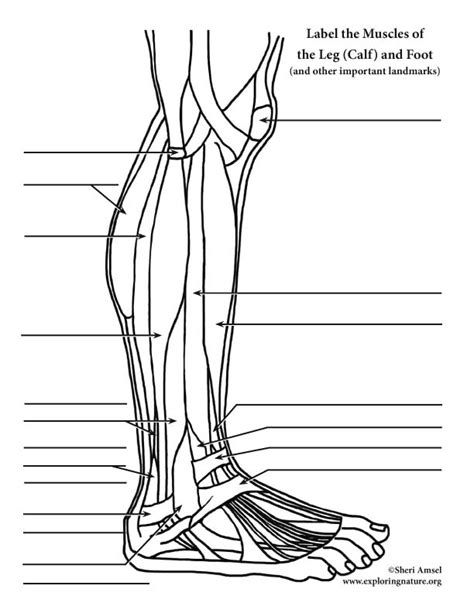 The organ inside the body of a person, where urine is stored before it leaves the body. Muscles of the Leg and Foot Labeling Page
