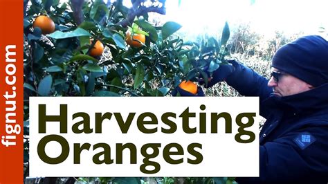 Harvesting Oranges Picking Homegrown Oranges Youtube