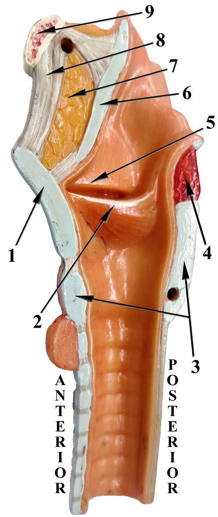 Larynx Model Sagittal Section Diagram Quizlet