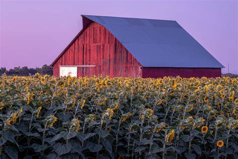 Sunflower Barn Photograph By Robin Mayoff Fine Art America