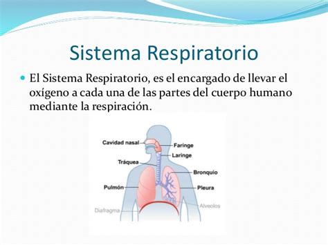 El Sistema Respiratorio Conceptos Definiciones Y Caracteristicas