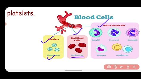 Class 9 Biology Ch 2 Fluid Connective Tissue Youtube