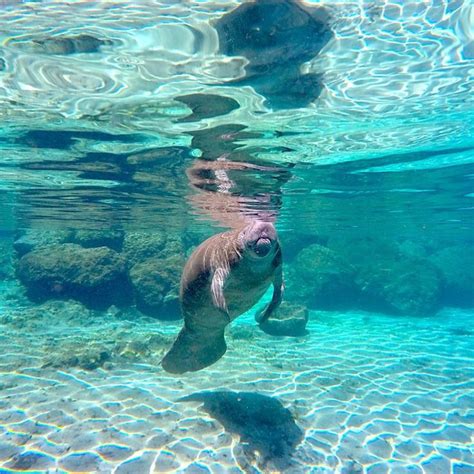6 Of The Best Places To See And Swim With Wild Manatees In Florida