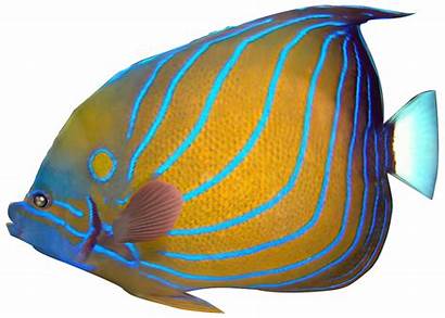 Fish Clipart Transparent Clip Tropical Colourful Ocean