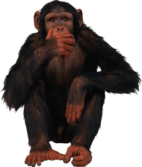 Funny Monkey Png Hd Transparent Funny Monkey Hdpng Images Pluspng
