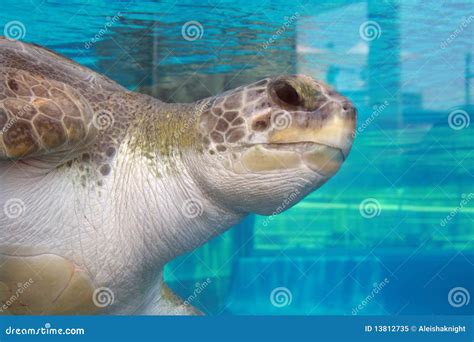 Sea Turtle At An Aquarium Stock Image Image Of Marine 13812735