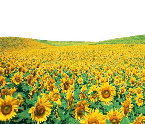 Download Sunflowers Png File HQ PNG Image | FreePNGImg
