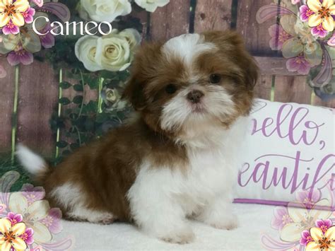 These are the best of the best. 88+ Imperial Shih Tzu For Sale Near Me - l2sanpiero