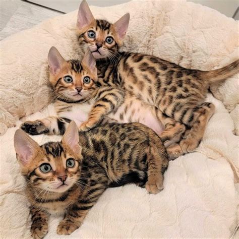 Bengal Cat For Sale Near Me Archives Zena Cat Breeders