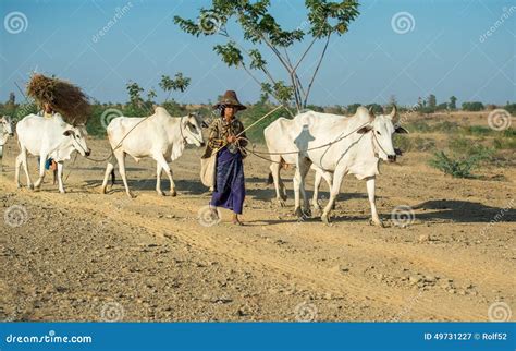 Rural Myanmar Editorial Photography Image Of Heritage 49731227