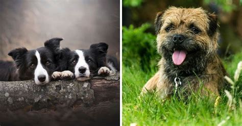 300 Best Scottish Dog Names 2022 Updated Dog Dispatch