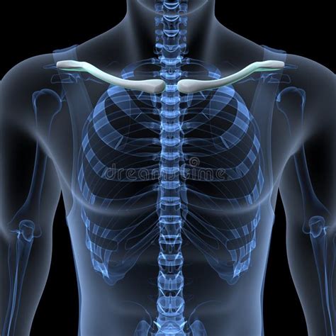 Human Male Skeleton Ribs Anatomy 3d Illustration Stock Illustration