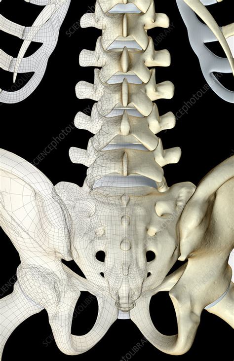 The Bones Of The Lower Back Stock Image F0015511 Science Photo