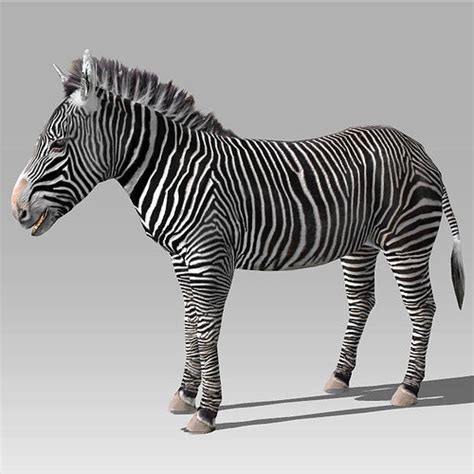 Zebra 3d Model Animated Cgtrader