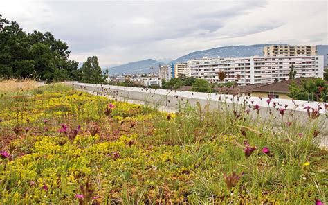 Extensive Green Roofs Zinco Green Roof Systems