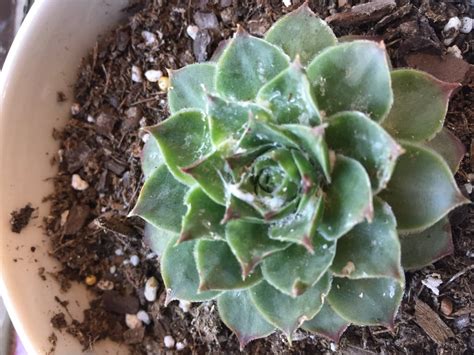 How do mealybug infestations affect indoor cacti? What is this white fungus? Can I save my plant? : succulents