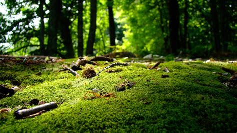 Nature Background Images Hd A4 Size Forest Wallpapers Free Hd