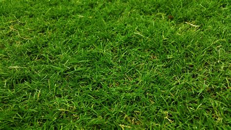 Close Up Field Grass Green Growth Lawn Nature Plant 4k Wallpaper