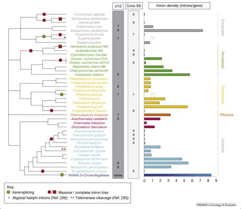 splicing in the eukaryotic ancestor form function and dysfunction trends in ecology and evolution
