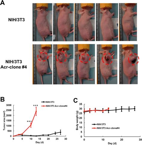Xenograft Mouse Model Of Acrolein Transformed Clones A Overall View