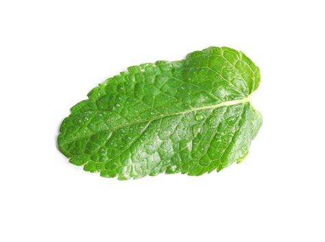 Fresh Green Mint Leaf Stock Photo Image Of Natural 118638194