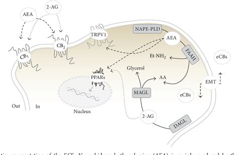 Figure 1 From Updates In Reproduction Coming From The Endocannabinoid