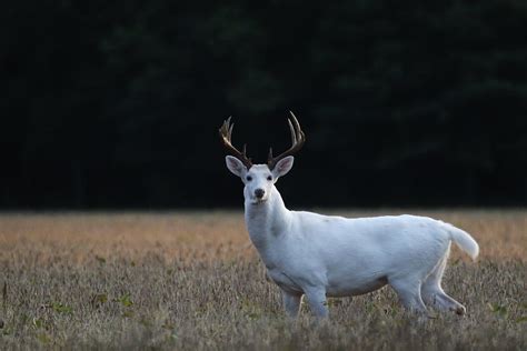 Big White Buck In Bean Field Photograph By Brook Burling Fine Art America