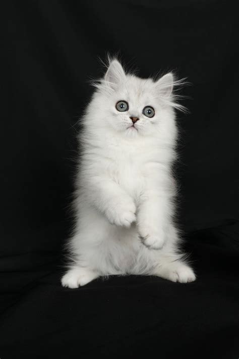 Doll Face Persian Cats The Perfect Choice For A Beautiful And Loving
