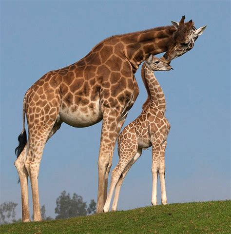 Giraffes Mother And Baby Animals, Animals And Pets, Wild Animals