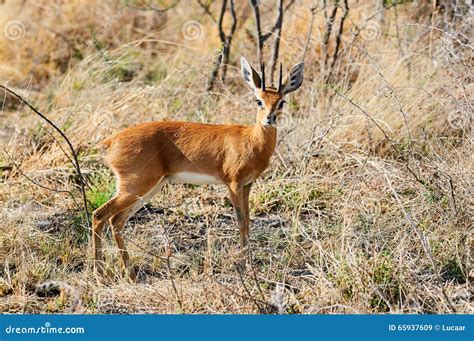 Steenbok A Little African Antelope Stock Image Image Of National