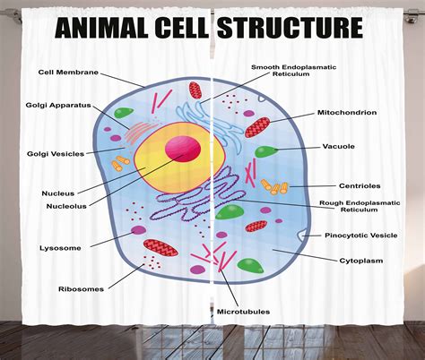 Educational Curtains 2 Panels Set Microbiology Theme Animal Cell