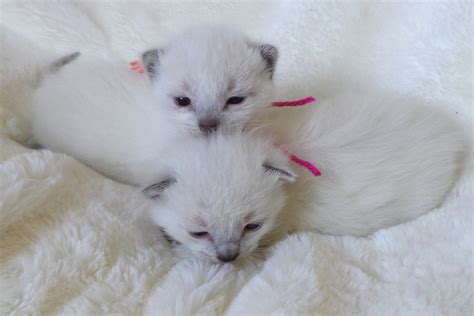 Sold Mitten Kittens
