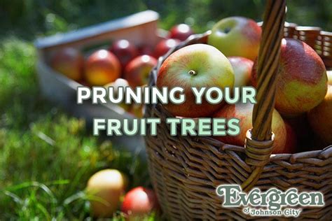 Pruning Your Fruit Trees Evergreen Of Johnson City Tn