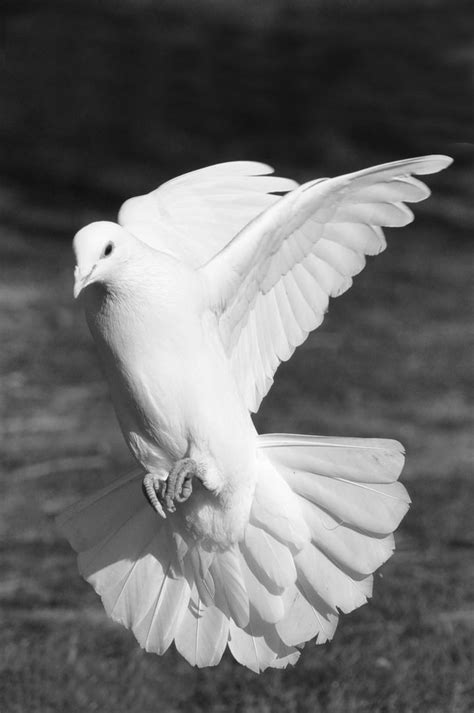 Image Result For Landing Dove N White Doves Dove Bird White Pigeon