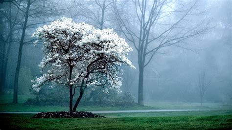 Blooming Tree White Flowers Forest High Definition Wallpapers Hd