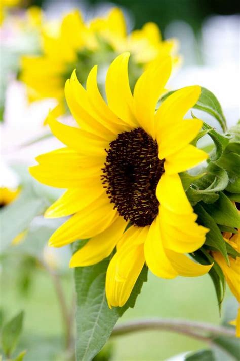 Pin By Judith Johnson On All Things Yellow Sunflowers And Daisies