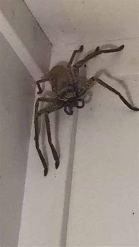 Woman Finds Massive Huntsman Spider At Home In Queensland Australia