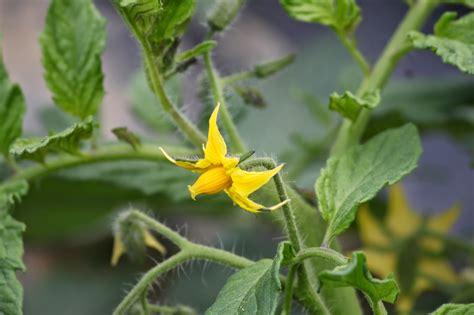 Siw Vegetables Uncovering Tomatoes Their Flowers And Planting More