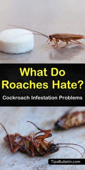 Of course, there are also oils that aren't likely to do anything more than. Pin on repellent