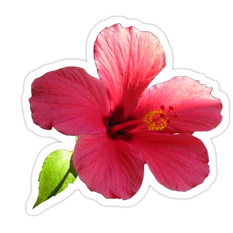 Pink Hibiscus Stickers By Hummingbirds Redbubble