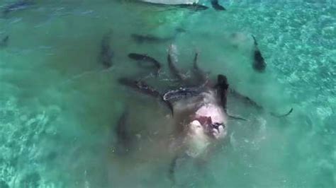 Drone Captures Shark Feeding Frenzy On Whale