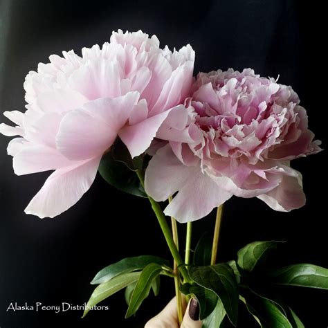Your Classic Pink Peony Sarah Bernhardt Harvested In Alaska Late June