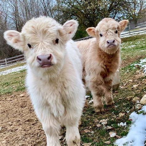 Lovely Grass Puppies 🥰 Did You Know That Cows Form Close Friendships
